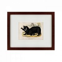 картина: two ursine sloths, or sloth bears, 1830 во Владикавказе