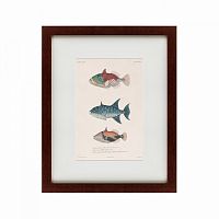 картина: tropical fish, 1830 во Владикавказе
