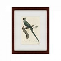 картина: perruche a collier rose, male, 1801 во Владикавказе