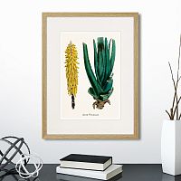 картина: botany illustration №1, 1836г. во Владикавказе