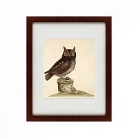 картина: the little owl, 1731 во Владикавказе