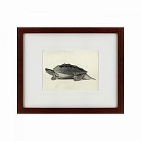 картина: a hand-painted illustration of a burmese roofed turtle, 1873 во Владикавказе