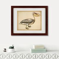 картина: a european pelican, 1635г. во Владикавказе