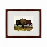 картина: american bison, 1845 во Владикавказе
