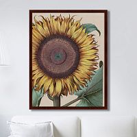 картина: large sunflower (flos solis maior), 1713г. во Владикавказе