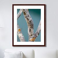 картина: trees on the galapagos islands, ecuador no3 во Владикавказе