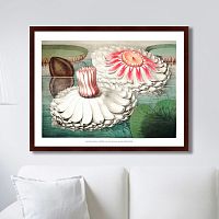 картина: water lily during bloom, 1870г. во Владикавказе