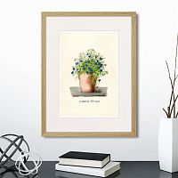 картина: botany illustration №9, 1836г. во Владикавказе