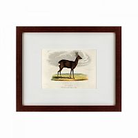 картина: a roebuck, 1830 во Владикавказе