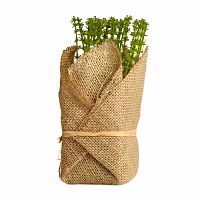 растение декоративное potted herb polini во Владикавказе