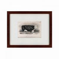 картина: a hereford bull, 1849 во Владикавказе
