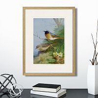 картина: pair of redstarts, 1923г. во Владикавказе
