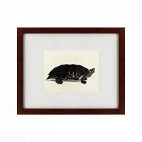 картина: an arakan forest turtle, 1873 во Владикавказе