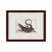 картина: black tegu lizard, 1700 во Владикавказе