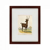 картина: a rusa deer, 1830 во Владикавказе