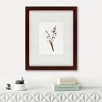 картина: apricot flower (prunus armeniaca), 1832 во Владикавказе