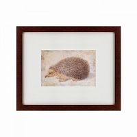 картина: a hedgehog, 1584 во Владикавказе