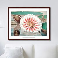 картина: a gigantic water lily in bloom, 1870г. во Владикавказе