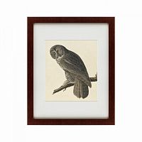 картина: great gray owl, 1834 во Владикавказе
