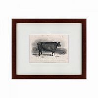 картина: a devon bull, 1849 во Владикавказе
