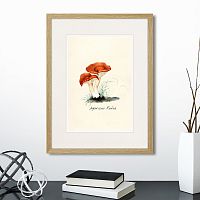 картина: botany illustration №5, 1836г. во Владикавказе