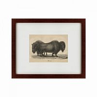 картина: bison, 1828 во Владикавказе