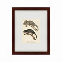 картина: des reptiles, 1705 во Владикавказе