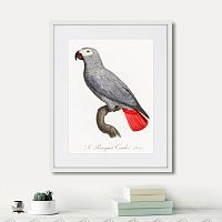 картина: beautiful parrots №2, 1872г. во Владикавказе