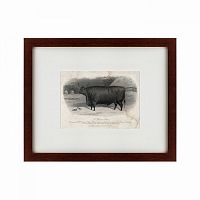 картина: a devon steer, 1869 во Владикавказе