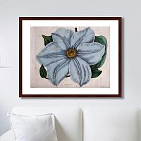 картина: exotic plants of the world №13, 1815г. во Владикавказе