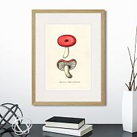 картина: botany illustration №12, 1836г. во Владикавказе