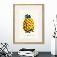 картина: botany illustration №17, 1836г. во Владикавказе
