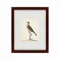 картина: the brown bird во Владикавказе