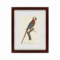 картина: ara macao (scarlet macaw), 1801 во Владикавказе