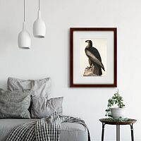 картина: great american sea eagle, 1837 во Владикавказе