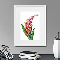 картина: caribian flora pink alpinia, 1740г. во Владикавказе