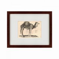 картина: arabian camel, 1809 во Владикавказе