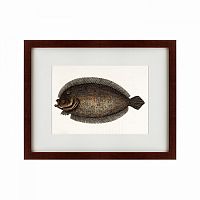 картина: sole fish, 1722 во Владикавказе