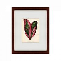 картина: botanical leaf dracaena, 1870 во Владикавказе