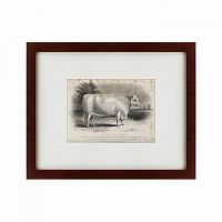 картина: a short horned bull, 1849 во Владикавказе