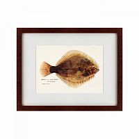 картина: southern pacific fish illustration, 1850 во Владикавказе