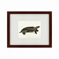 картина: a hand-painted illustration of an arakan forest turtle, 1872 во Владикавказе