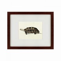картина: a hand-painted illustration of an elongated tortoise, 1873 во Владикавказе