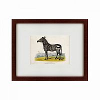 картина: a zebra, 1830 во Владикавказе