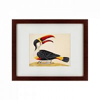 картина: white-throated toucan, 1716 во Владикавказе