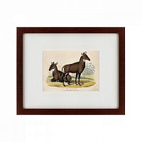 картина: two nilgais, 1830 во Владикавказе