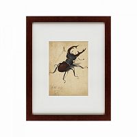 картина: stag beetle, 1505 во Владикавказе