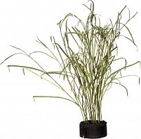 декор reeds and leaves во Владикавказе
