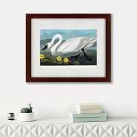 картина: common american swan, 1838 во Владикавказе