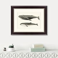картина: humpback whale (megaptera versabilis), 1859 во Владикавказе